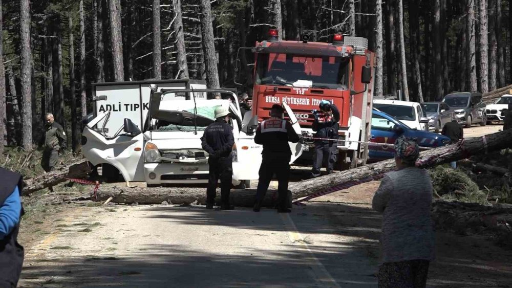 Uludağ’da İnanılmaz Olay: Kesilen Ağaç Kamyonetin Üzerine Devrildi