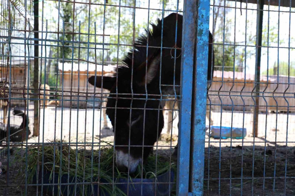 Mahalleye İnen Eşek Ortalığı Birbirine Kattı
