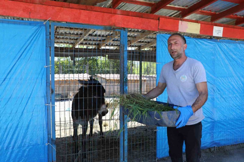 Mahalleye İnen Eşek Ortalığı Birbirine Kattı