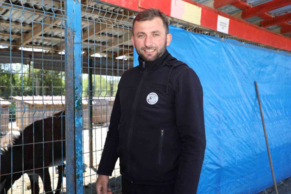 Mahalleye İnen Eşek Ortalığı Birbirine Kattı