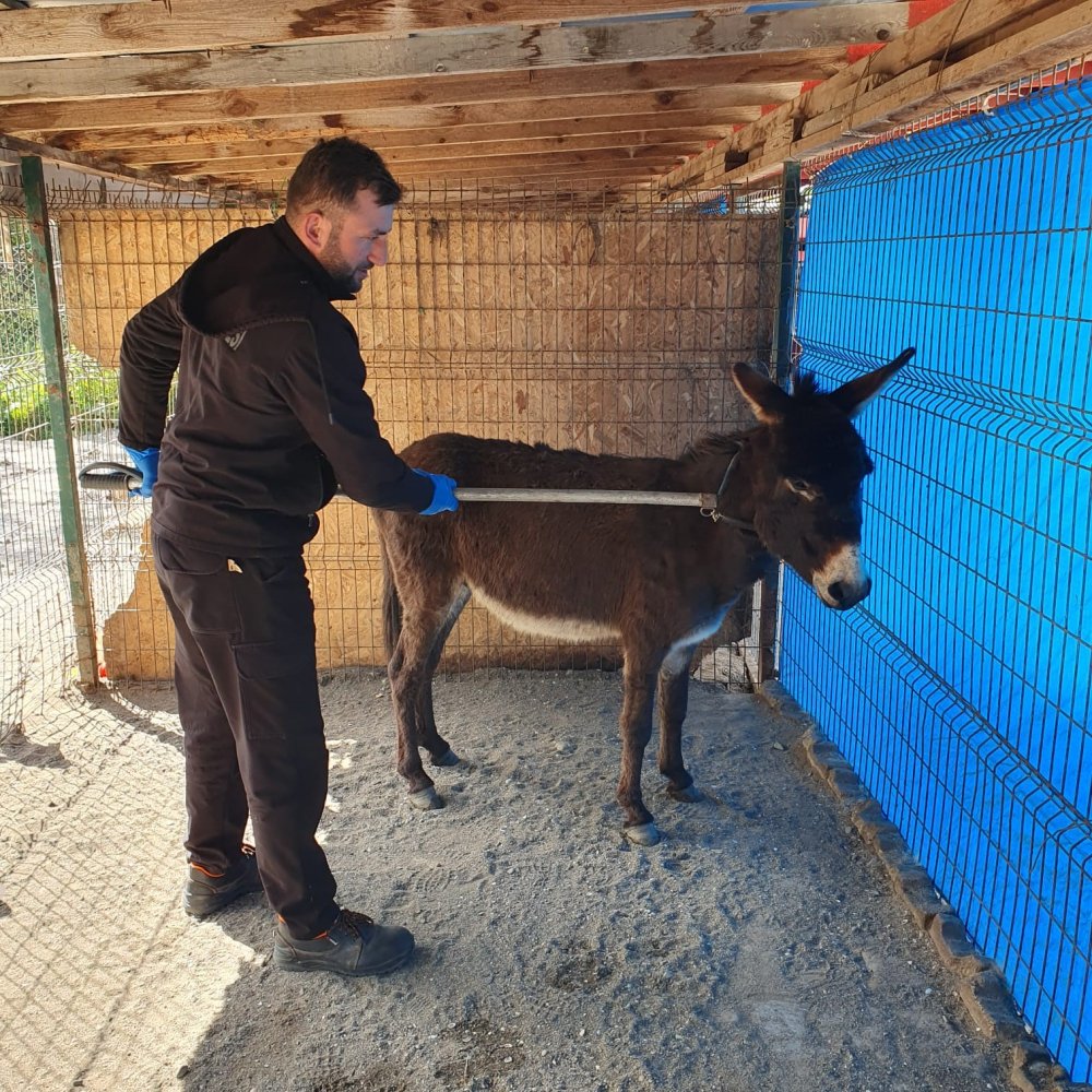 Mahalleye İnen Eşek Ortalığı Birbirine Kattı