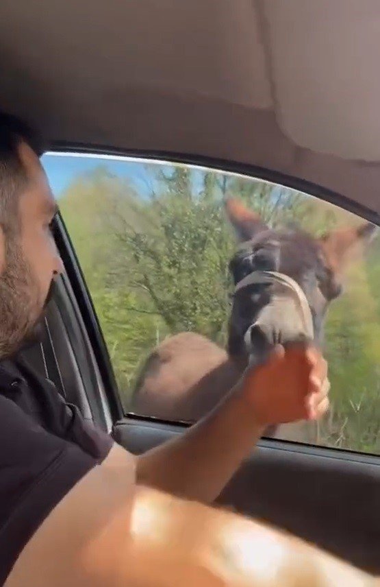 Mahalleye İnen Eşek Ortalığı Birbirine Kattı