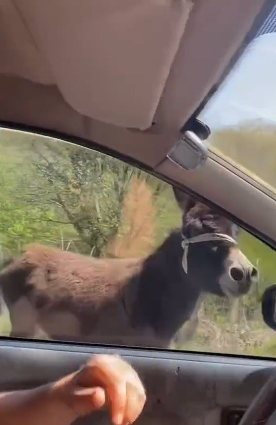 Mahalleye İnen Eşek Ortalığı Birbirine Kattı