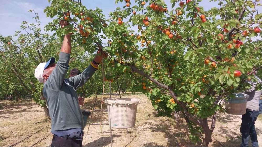 Mersin’de Kayısı Hasadı Başladı, Üretici Verimden Memnun