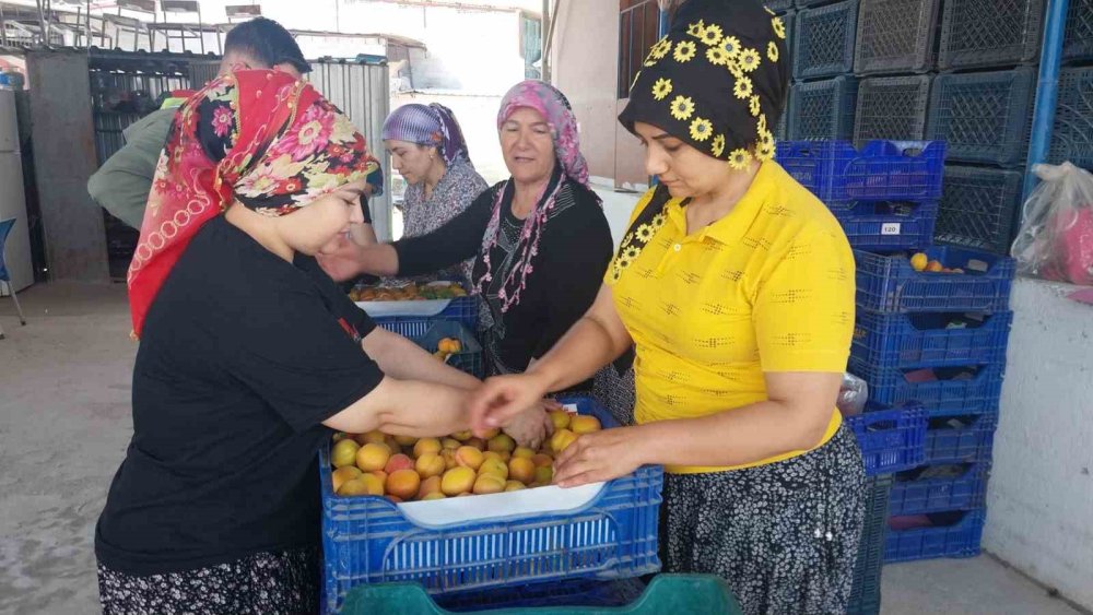 Mersin’de Kayısı Hasadı Başladı, Üretici Verimden Memnun