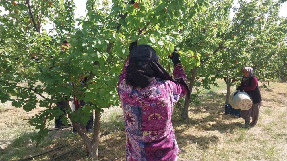 Mersin’de Kayısı Hasadı Başladı, Üretici Verimden Memnun