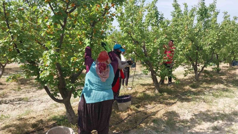 Mersin’de Kayısı Hasadı Başladı, Üretici Verimden Memnun