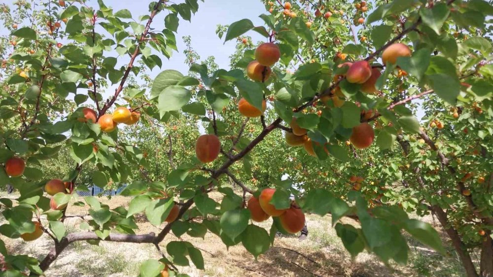 Mersin’de Kayısı Hasadı Başladı, Üretici Verimden Memnun