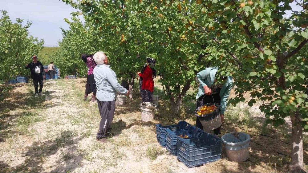Mersin’de Kayısı Hasadı Başladı, Üretici Verimden Memnun