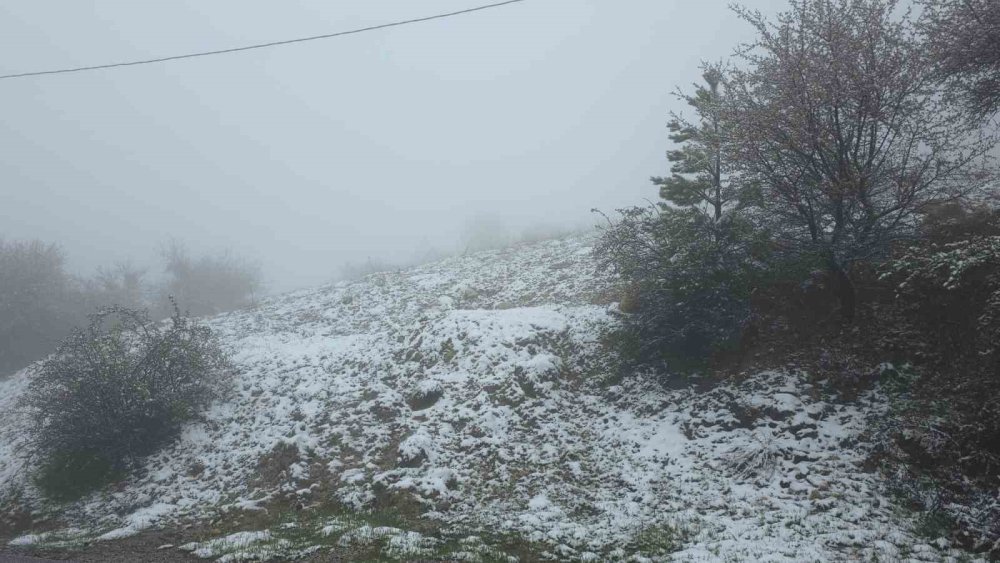 İlkbahar Ortasında Kış, Çiçek Açan Ağaçlar Kar Altında