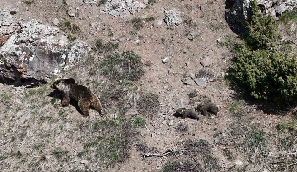 Erzurum Oltu’da Bozayı İki Yavrusuyla Görüntülendi