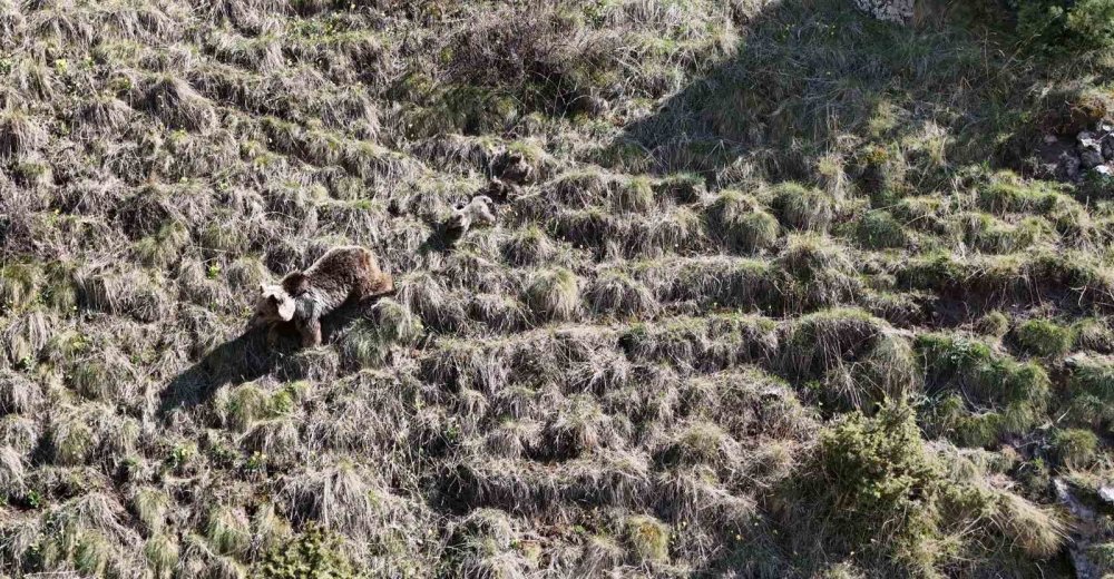 Erzurum Oltu’da Bozayı İki Yavrusuyla Görüntülendi