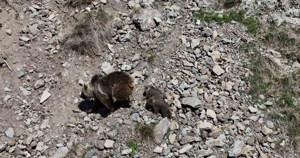 Erzurum Oltu’da Bozayı İki Yavrusuyla Görüntülendi