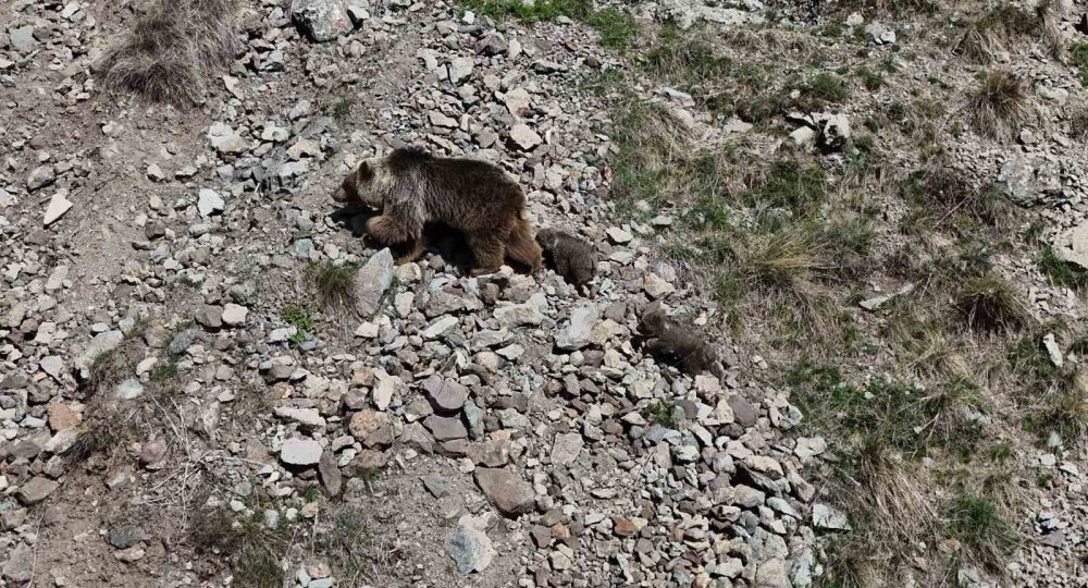 Erzurum Oltu’da Bozayı İki Yavrusuyla Görüntülendi