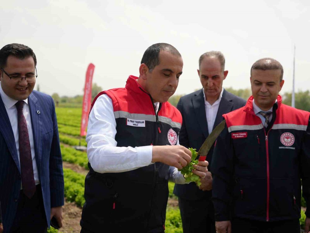 Iğdır’da İlk Hasat Başladı.. Tarlalarda Marul Bereketi Yüzleri Güldürdü!
