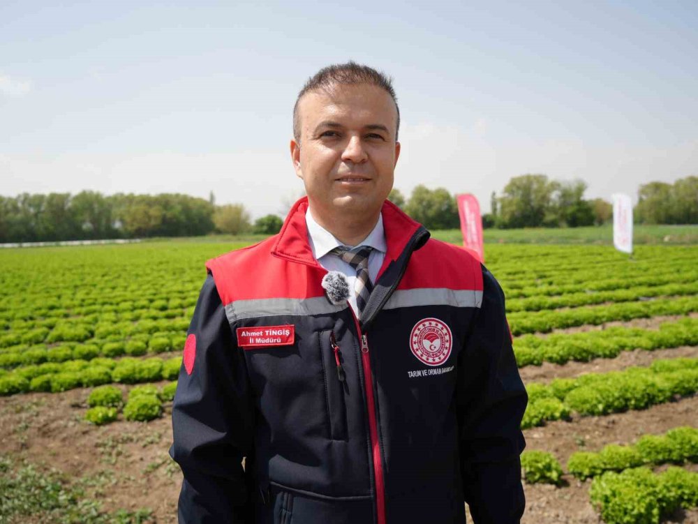 Iğdır’da İlk Hasat Başladı.. Tarlalarda Marul Bereketi Yüzleri Güldürdü!