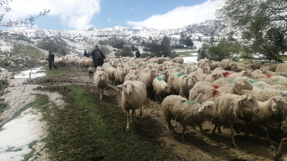 Isparta’da Yaylada Mahsur Kalan Çobanlar 30 Saat Sonra Kurtarıldı