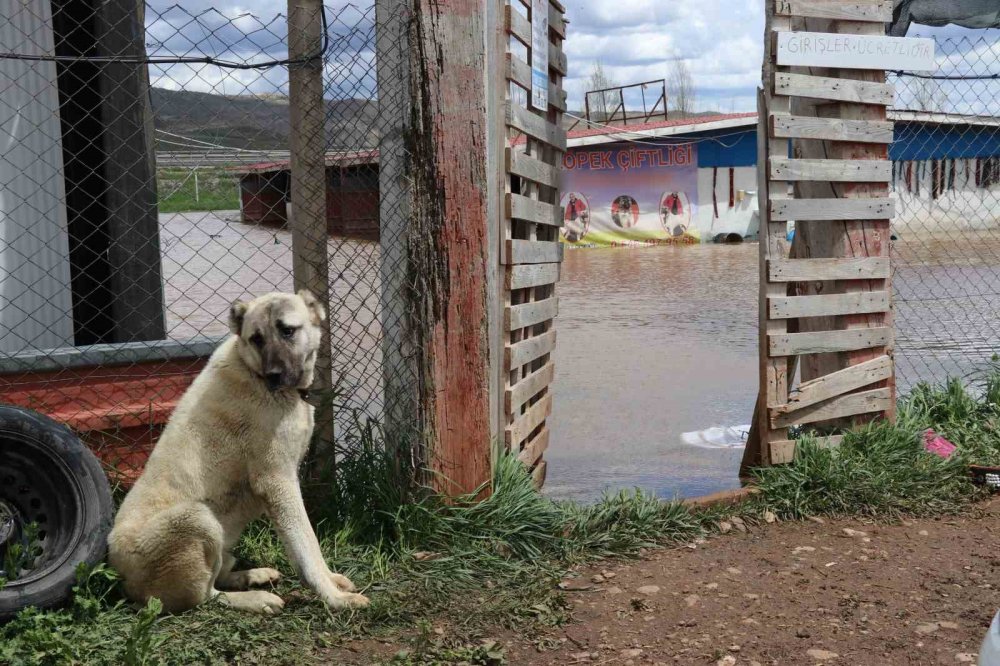 Sivas’ta Şiddetli Yağışlar.. Kangal Çiftliği Sular Altında Kaldı!