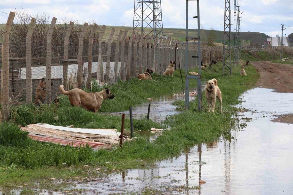 Sivas’ta Şiddetli Yağışlar.. Kangal Çiftliği Sular Altında Kaldı!