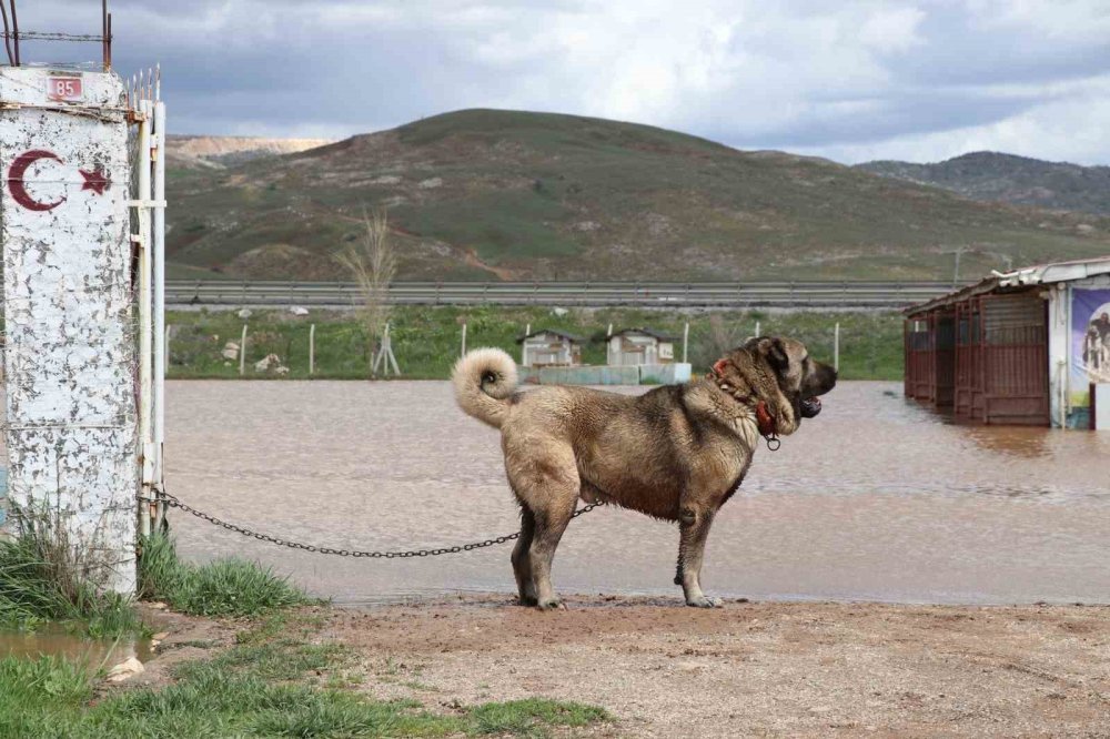 Sivas’ta Şiddetli Yağışlar.. Kangal Çiftliği Sular Altında Kaldı!