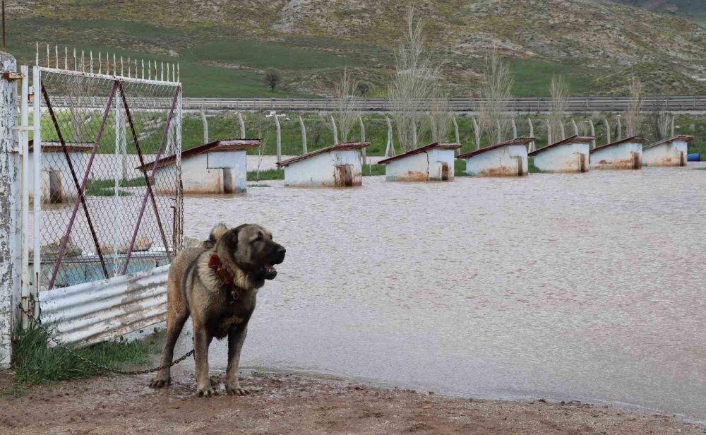 Sivas’ta Şiddetli Yağışlar.. Kangal Çiftliği Sular Altında Kaldı!