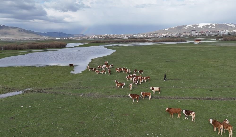 Ardahan’da Meralar Yeniden Canlandı.. Besiciler Hayvanlarını Otlaklara Çıkardı!