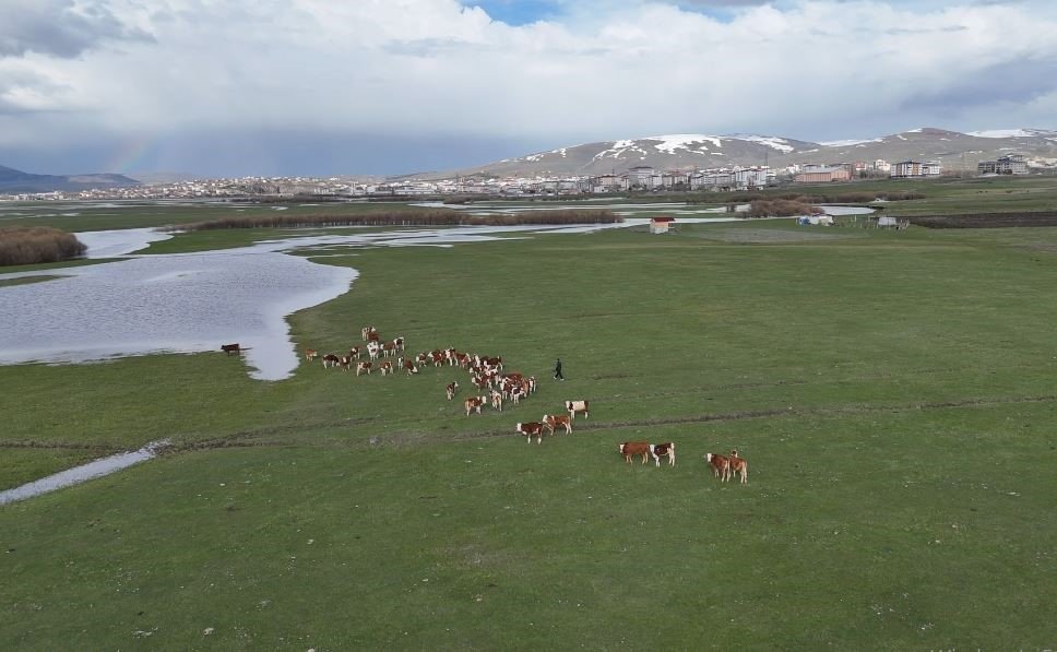 Ardahan’da Meralar Yeniden Canlandı.. Besiciler Hayvanlarını Otlaklara Çıkardı!