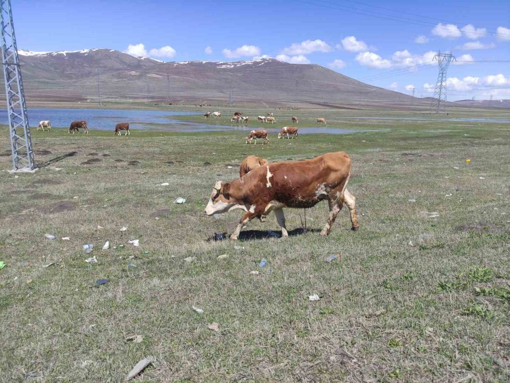 Ardahan’da Meralar Yeniden Canlandı.. Besiciler Hayvanlarını Otlaklara Çıkardı!