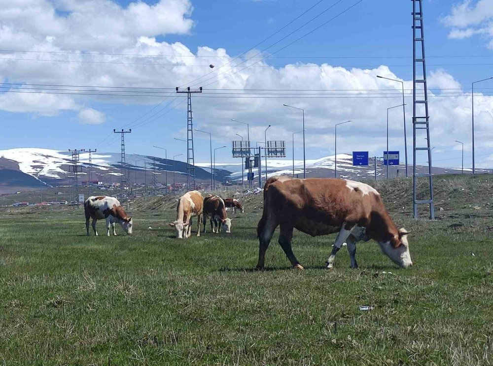 Ardahan’da Meralar Yeniden Canlandı.. Besiciler Hayvanlarını Otlaklara Çıkardı!