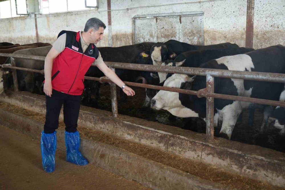 Muş’ta Kurbanlık Sevkiyatı Başladı.. Batı Kentlerine 50 Bin Hayvan Gönderilecek!