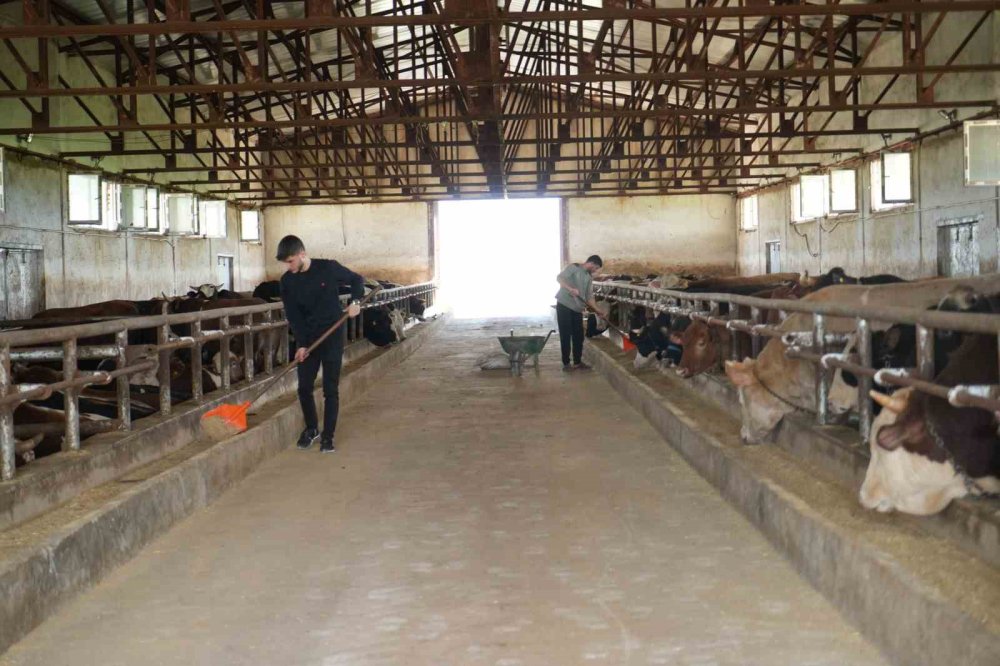 Muş’ta Kurbanlık Sevkiyatı Başladı.. Batı Kentlerine 50 Bin Hayvan Gönderilecek!