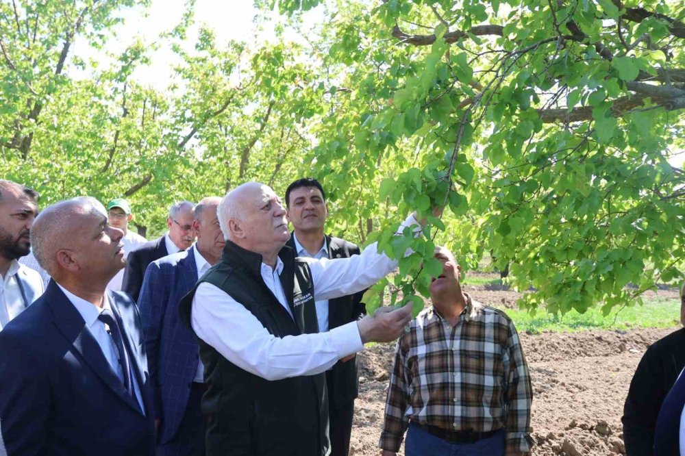 TZOB Başkanı Bayraktar’tan Iğdır İddiası.. Zirai Don Tarımda Büyük Kayıp Yarattı!