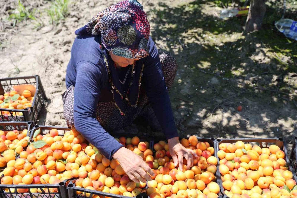 Adana’da Erkenci Kayısı Hasadı Başladı: Bahçede Kilogramı 60-80 TL