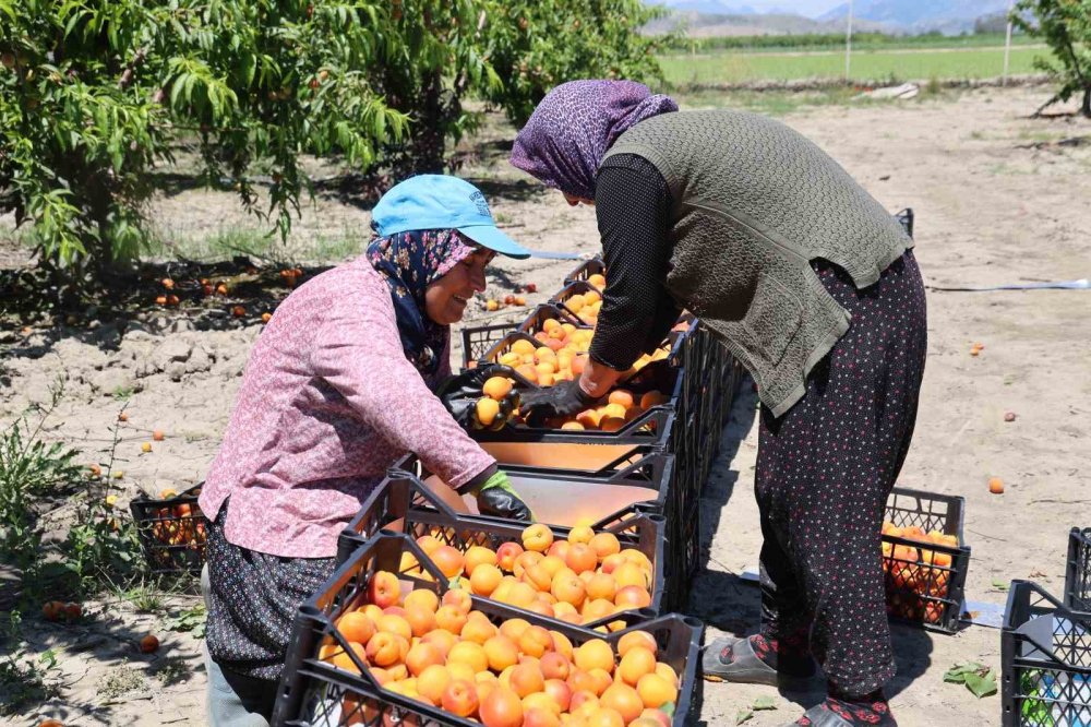 Adana’da Erkenci Kayısı Hasadı Başladı: Bahçede Kilogramı 60-80 TL