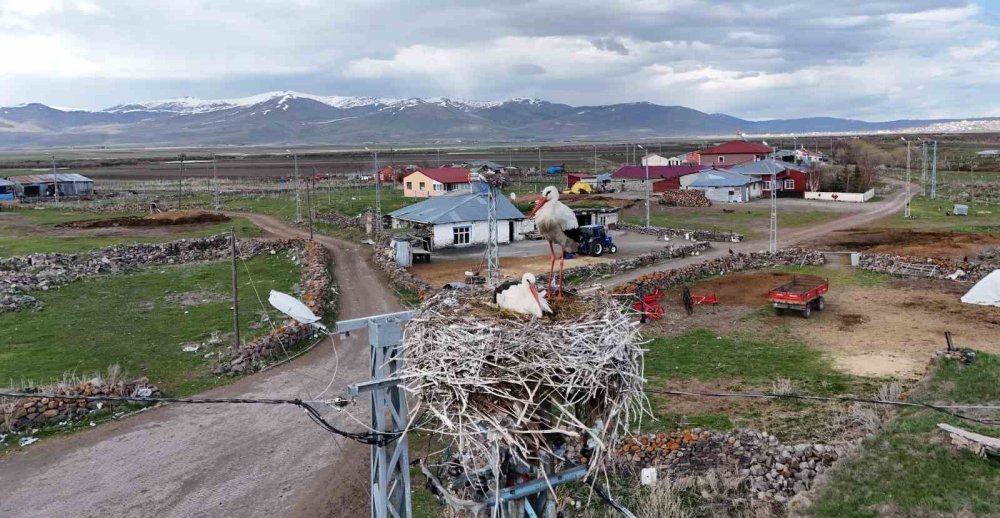 Ardahan’ın Ağzıpek Köyü Leyleklerin Uğrak Noktası Oldu