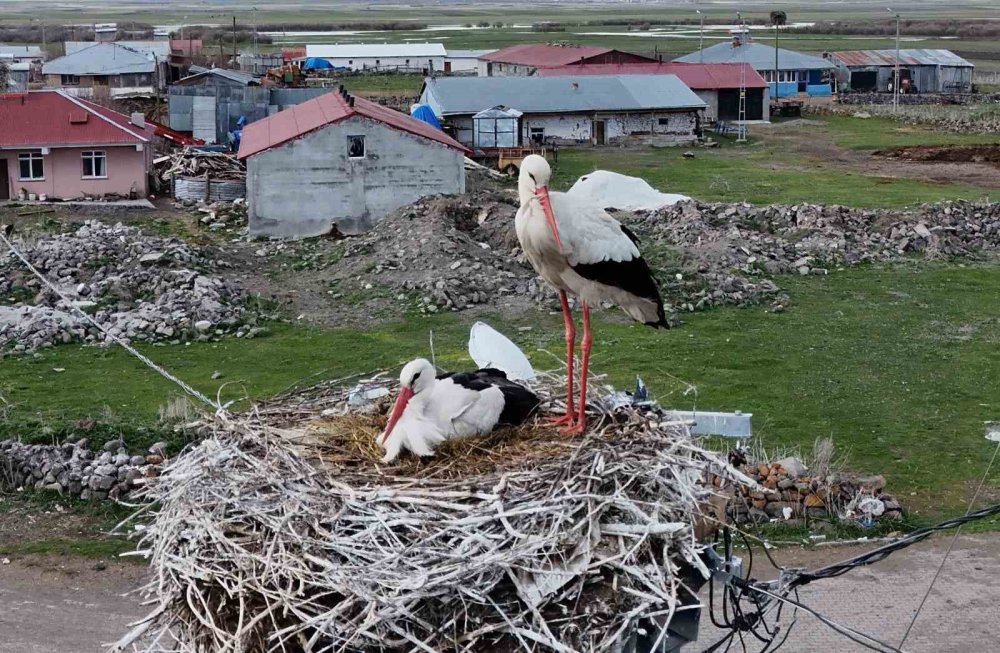 Ardahan’ın Ağzıpek Köyü Leyleklerin Uğrak Noktası Oldu