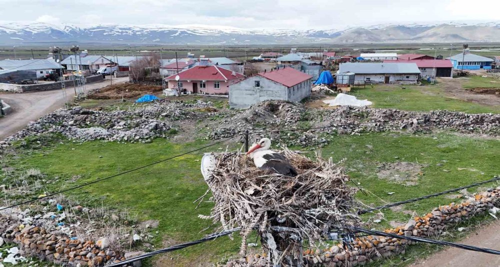 Ardahan’ın Ağzıpek Köyü Leyleklerin Uğrak Noktası Oldu