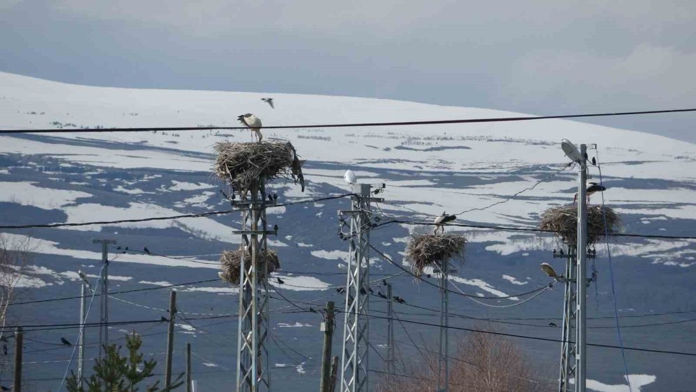 Ardahan’ın Ağzıpek Köyü Leyleklerin Uğrak Noktası Oldu