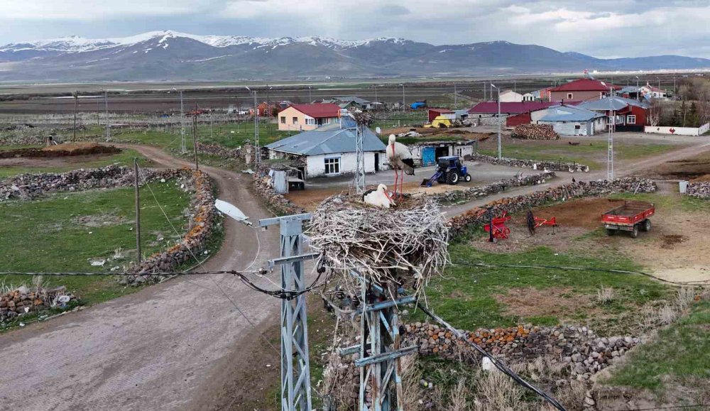 Ardahan’ın Ağzıpek Köyü Leyleklerin Uğrak Noktası Oldu
