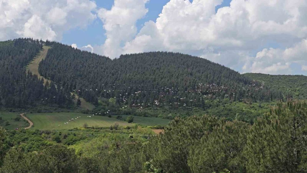 Tekirdağ Şarköy'de Gökyüzünde Pelikan Şöleni
