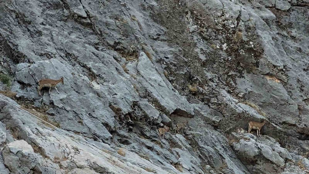 Kemaliye’de Doğa ve Adrenalin Buluşuyor.. Karanlık Kanyon’a Ziyaretçi Akını!