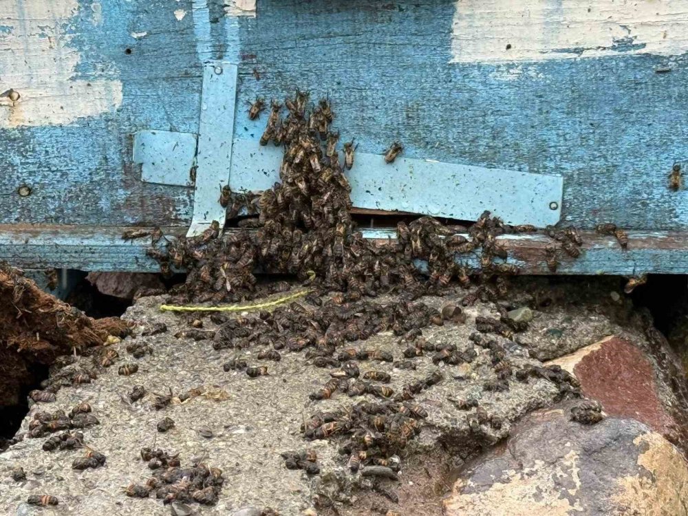 Iğdır’da Sağanak Sele Dönüştü: Karakuyu Köyünde Evler Ve Araziler Sular Altında Kaldı