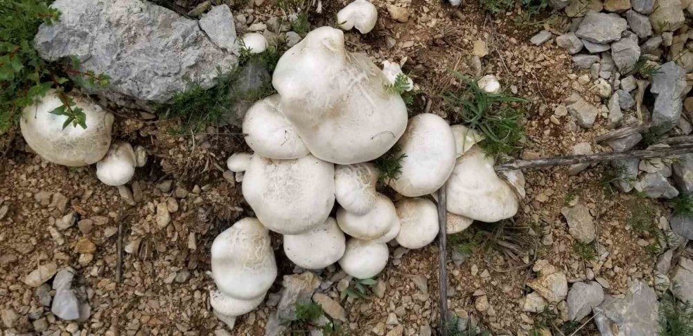 Erzincan’da Dağların Şifalı Hazinesi.. Çaşır Mantarı 2 Bin Liradan Satılıyor!