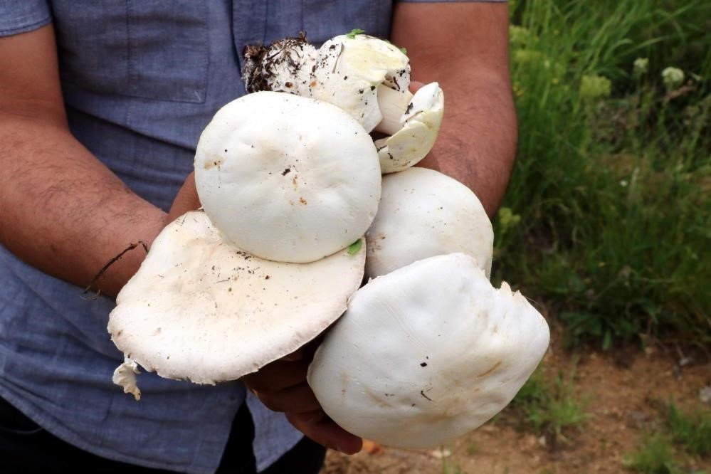 Erzincan’da Dağların Şifalı Hazinesi.. Çaşır Mantarı 2 Bin Liradan Satılıyor!