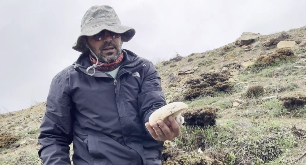 Erzincan’da Dağların Şifalı Hazinesi.. Çaşır Mantarı 2 Bin Liradan Satılıyor!