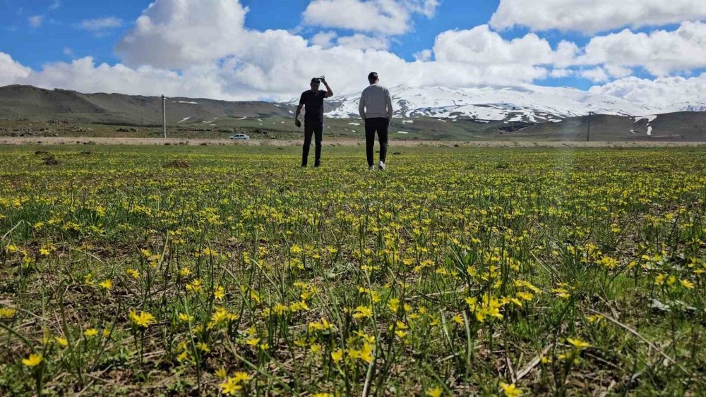 Sütey Yaylası’nda Renk Cümbüşü: Göl ve Süphan Dağı Aynı Karede