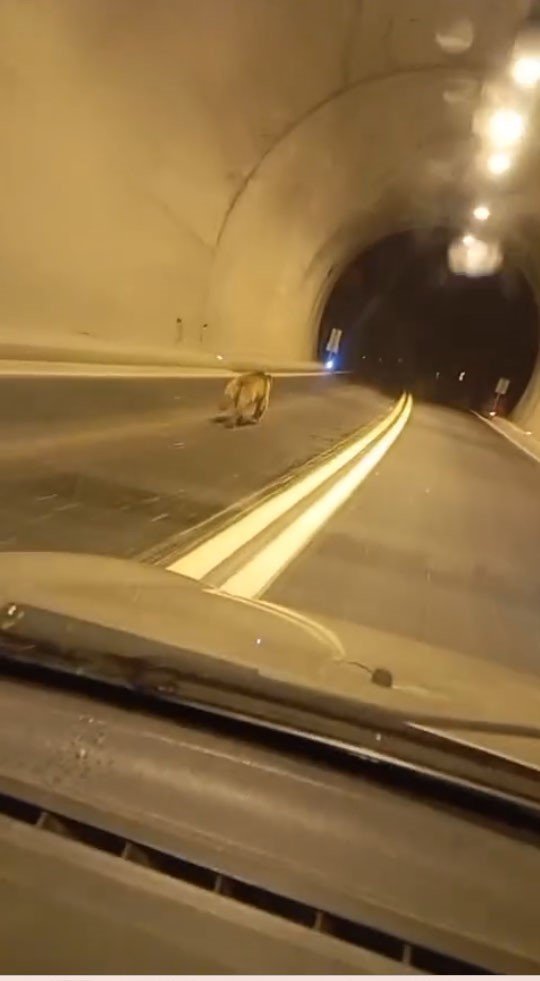 Giresun’da Tünelde Ayı Paniği.. Araçla Dakikalarca Yan Yana Koştu!