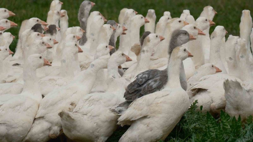 Yerli Anadolu Kazı İçin Başlatılan Islah Projesi.. Tarımda Yeni Dönemin Kapısını Açtı!