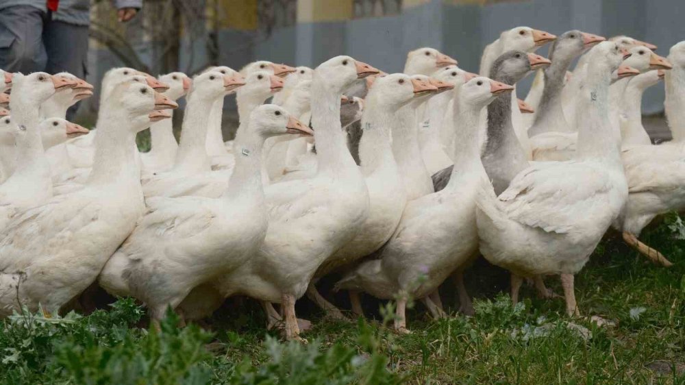 Yerli Anadolu Kazı İçin Başlatılan Islah Projesi.. Tarımda Yeni Dönemin Kapısını Açtı!