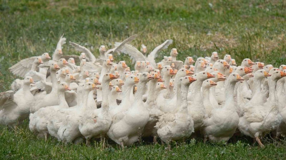 Yerli Anadolu Kazı İçin Başlatılan Islah Projesi.. Tarımda Yeni Dönemin Kapısını Açtı!